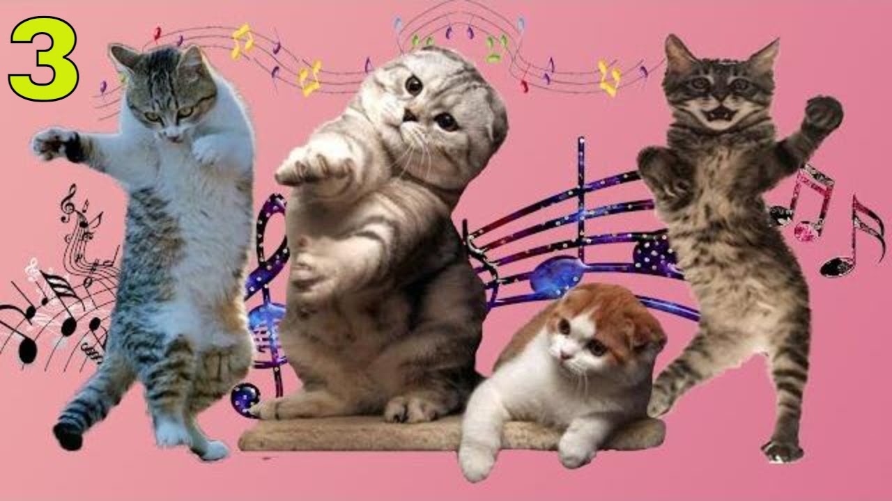 Игра dance cats. Танцующие котики. Танцующая кошка. Танец котят. Котики поют танцуют.