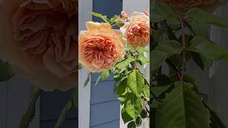How I Get Endless BEAUTIFUL Rose Blooms