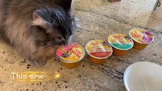 This cat chooses what to eat for lunch like a kid. by Born 2b Fluffy 310 views 4 months ago 53 seconds
