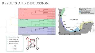 PHYLOGENETIC RELATIONSHIPS OF MOLE CRABS OF THE GENUS EMERITA
