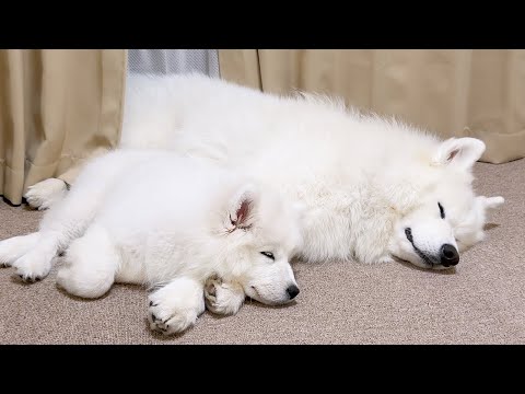 寝る時はくっついて寝たい子犬とそれを受け入れる先住犬の日常が尊すぎました…
