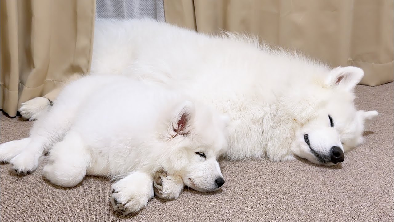 寝る時はくっついて寝たい子犬とそれを受け入れる先住犬の日常が尊すぎました…