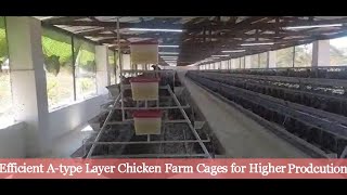 Efficient A-type Layer Chicken Farm Cages for Higher Productivity and Healthier Hens in Zambia