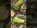 bhindi recipe #eman foods #shortvideo #shorts #cooking