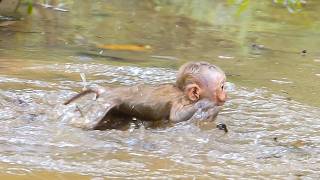 Soft wild moments |Alfie the baby explores in the rainy pool screenshot 2