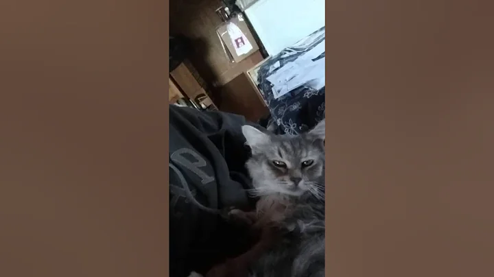 Watch the video about Siberian kittens/ www.WillowSpringsPA.com Siberian Kittens timofei