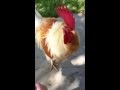 Pet Rooster Running To See Me When I Got Home