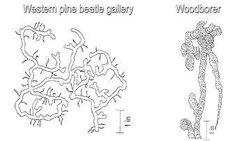 Bark Beetles Part 2 Bark Beetles in Pine