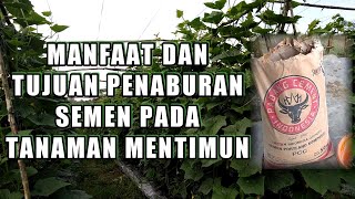 MANFAAT PEMUPUKAN MENTIMUN MENGGUNAKAN SEMEN.