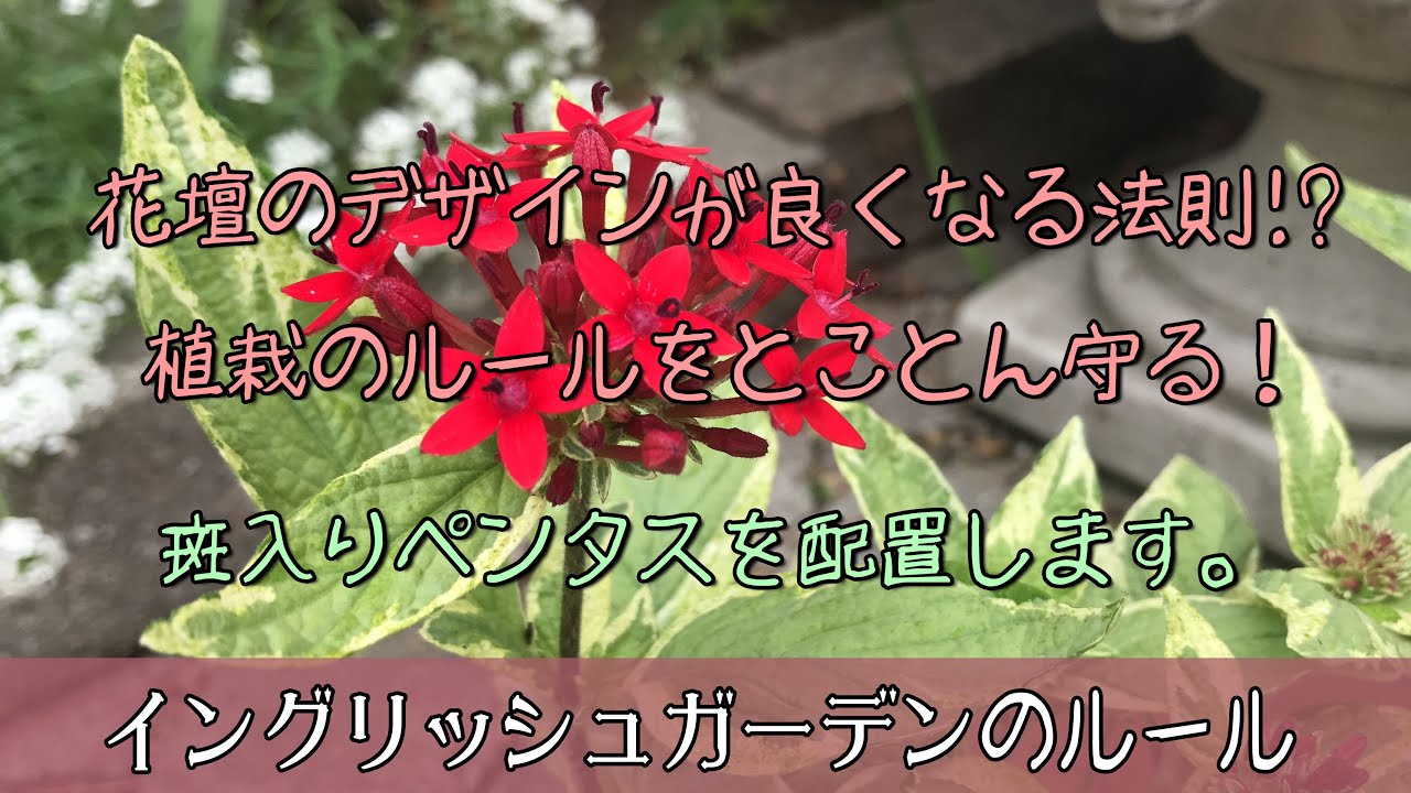 ガーデニング 花壇のデザインが必ず良くなる法則 植栽のルールをとことん守り 規則に従って植え続ける レッド パープルガーデンへ斑入りペンタスを配置 園芸 荒れ果てたイングリッシュガーデン Youtube