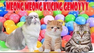 anak kucing meong meong (kucing naik sepeda roda tiga pink sangat lucu) part 14 by si meong meong kucing lucu 9,118 views 3 weeks ago 4 minutes, 2 seconds