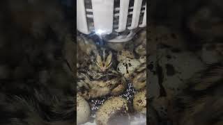 Quail Quail codornises #quail #lifestyle  #farming #rooster #fun #life #chicken #love