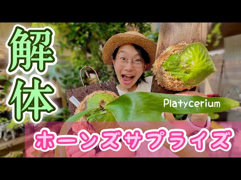 ビカクシダ P. Horne's Surprise ホーンズサプライズ 板付け