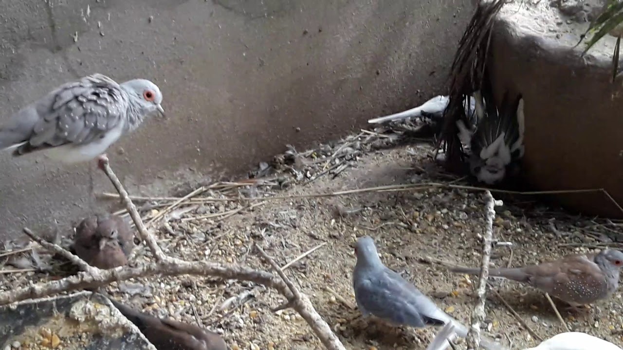 diamond dove (Geopelia cuneata)