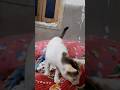 Sararat billu#funny #share #viral #shorts #subscribe #comment #youtubeshorts #love #cat #shortvideo