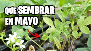 Que sembrar en MAYO 🌱 Calendario de Siembra 2023 | La Huerta de Ivan