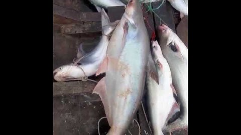 Câu Cá vồ Đém làng bè bình Thạnh #fishing #cuoccauca #fish #fishinglife #mientay #cuocsongnongthon