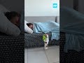 Despertador vivo? Cachorrinho espera tutora acordar para brincar #shorts
