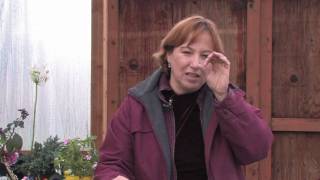 Gardening Tips : How to Grow Bedding Begonias (Begonia Semperflorens)
