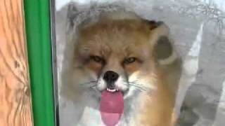 Fox licking window