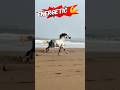 Did You Know Why Horses Running When They Saw Beach