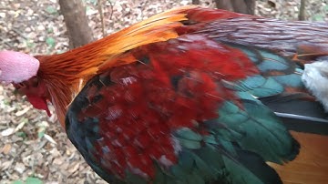 mus cuab qaib qus 6/3/2022