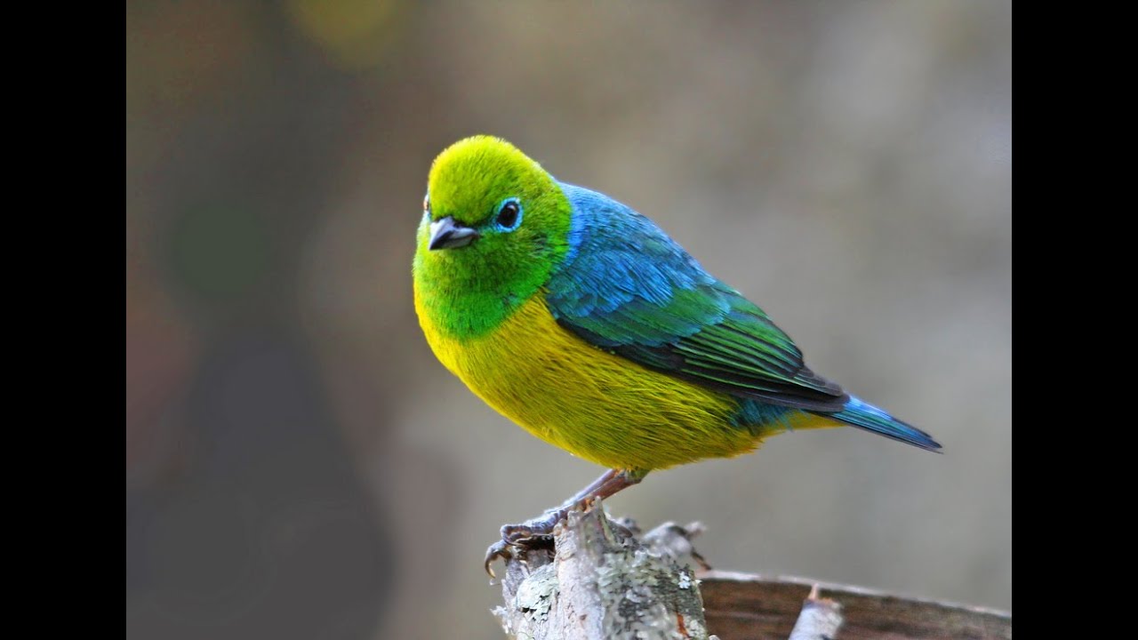 Птица сине зеленого цвета. Синеголовая танагра. Зеленый органист птица. Зеленоголовая танагра. Ошейниковый органист.