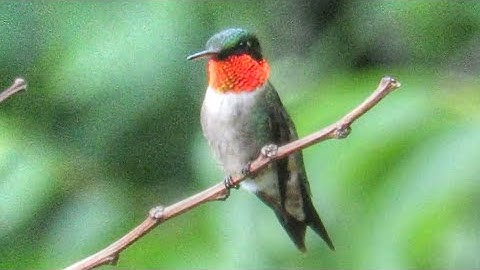 Male Ruby Throated Hummingbird