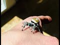 Iridescent chelicerae of female jumping spider