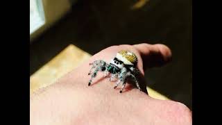 Iridescent chelicerae of female jumping spider screenshot 4