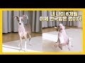 [ENG/KOR] This Dog Never Barks: Italian Greyhound Morning Routine Vlog