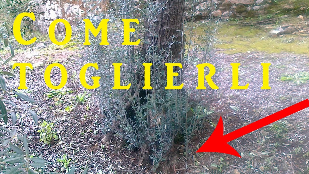 Potatura estiva dell'ulivo (spollonatura e desucchionatura) Potatura verde dell'olivo