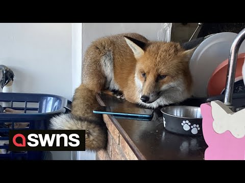 Fox trashes family kitchen after creeping in at night | SWNS