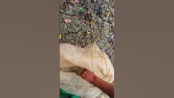 quế nghịch tv _ bắt cá trong cống vài cái kết#quenghich #quenghichtv