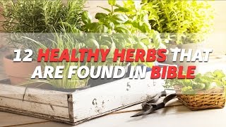 12 Healthy Herbs That Are Found in Bible | Natural Healing | Healthy Herbs