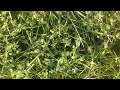 Greg Judy's Stockpiled Fescue Pasture with Red and White Clover is Great for Cattle