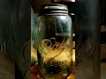 #everything #old #love #youtubeshorts #youtuber #youtube #jadeite #oldstuff #crocks #glass #jars