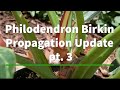 PHILODENDRON BIRKIN - Propagation pt. 3 Final update