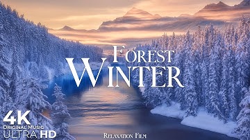 Winter Forest 4K • Snow Ambience - Relaxation Film with Deep Calming Music | Nature Ultra HD