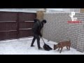 Снег, лопата, Дик (лучший помощник в уборке снега) [Рыбачёв и Пёс]
