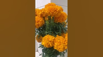 23 tháng chạp cúng ông công ông táo về trời #tết #tết2024 #tet2024 #xuhuong #trend #shorts #short