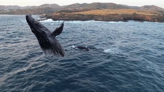 Casi perdíamos el drone por grabar ballena en Caleta de Campos