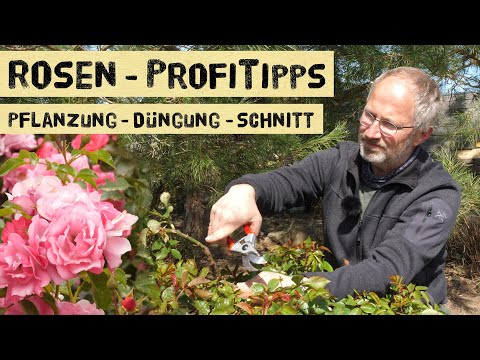 Video: Wann ist die beste Zeit zum Umpflanzen von Rosen? Regeln und Empfehlungen