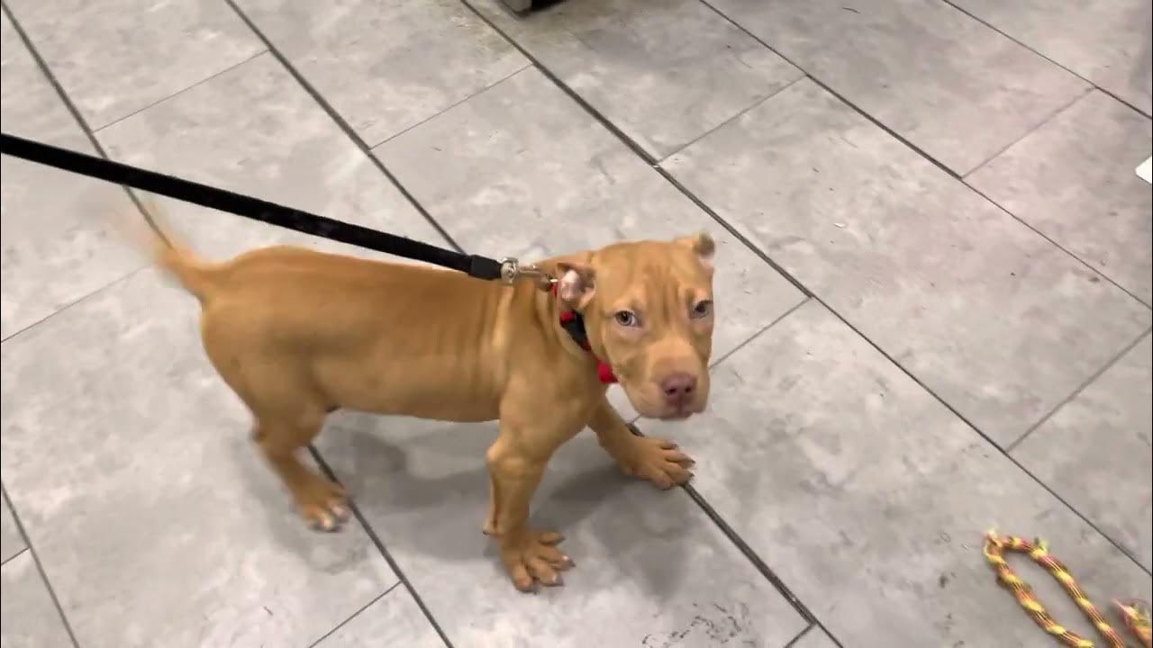 Switching Dog food today!!! YouTube