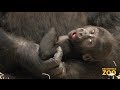 Baby Gorilla at Brookfield Zoo