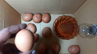 Beat idea to hatch eggs Without an temperature controller || DIY- HOW TO MAKE EGG INCUBATOR A HOME