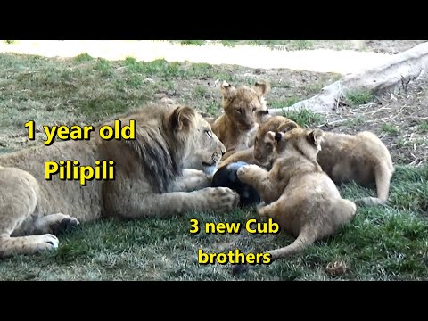 Videó: Pet Scoop: Fiú csaták Iskola a szolgálati kutyánál, a lionok triója, Sacramento állatkertben született