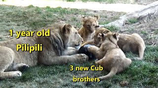 3 young Lion Cubs with their 1 year-old brother Pilipili | Roughhousing | Lincoln Park Zoo 4/27/2023