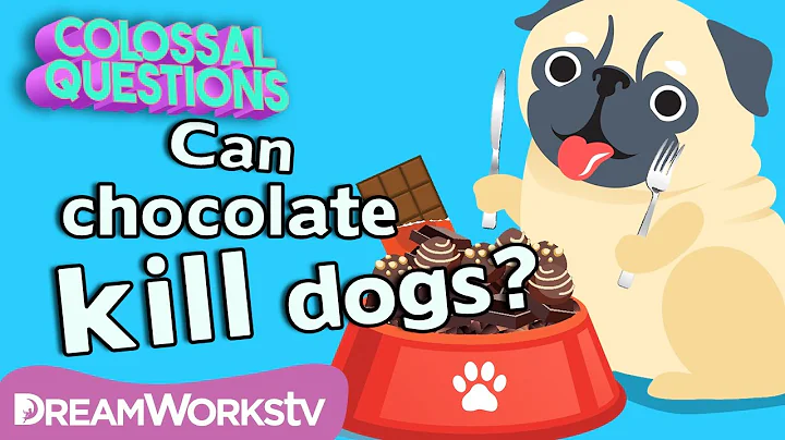 Will Chocolate Kill Your Dog? | COLOSSAL QUESTIONS - DayDayNews