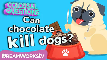 Will Chocolate Kill Your Dog? | COLOSSAL QUESTIONS